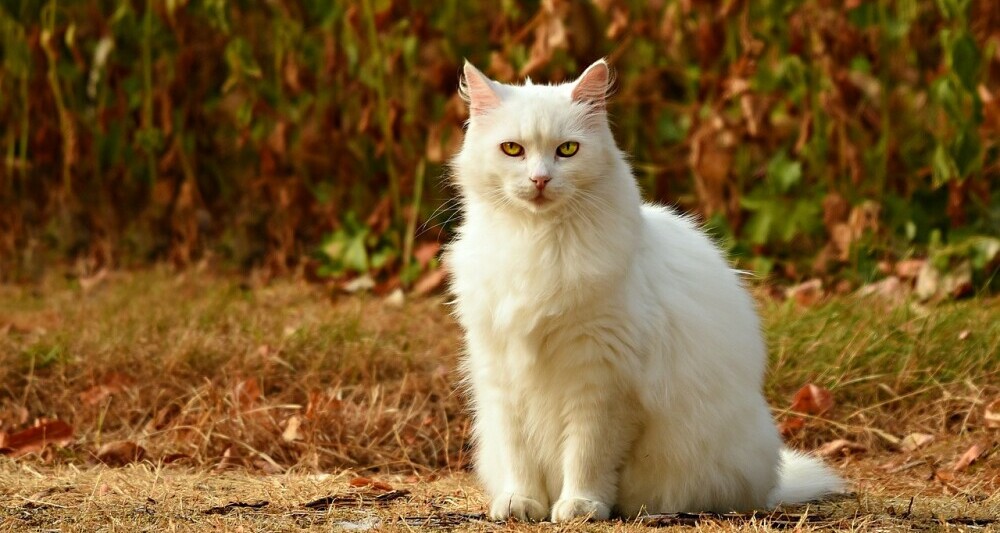 pet safety outdoors