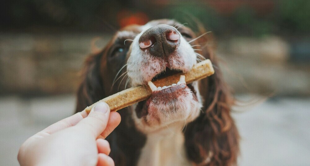 nutritional pet treats