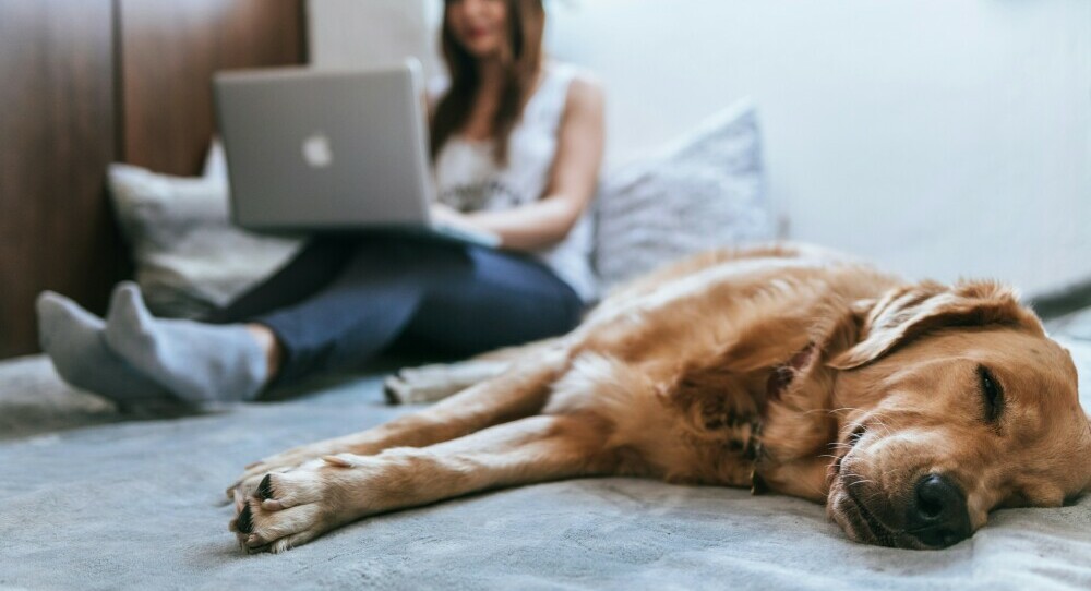 dog relaxing stress free at home