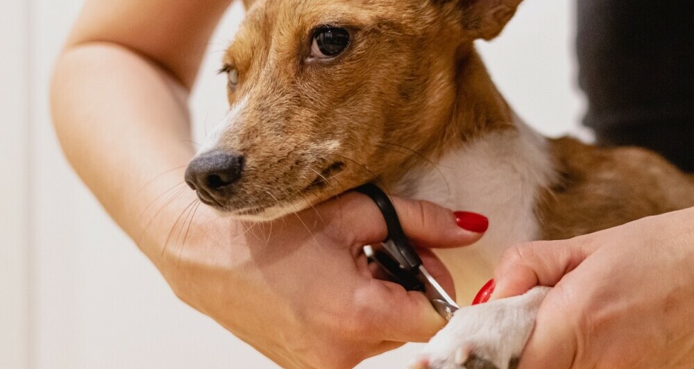 pet care 