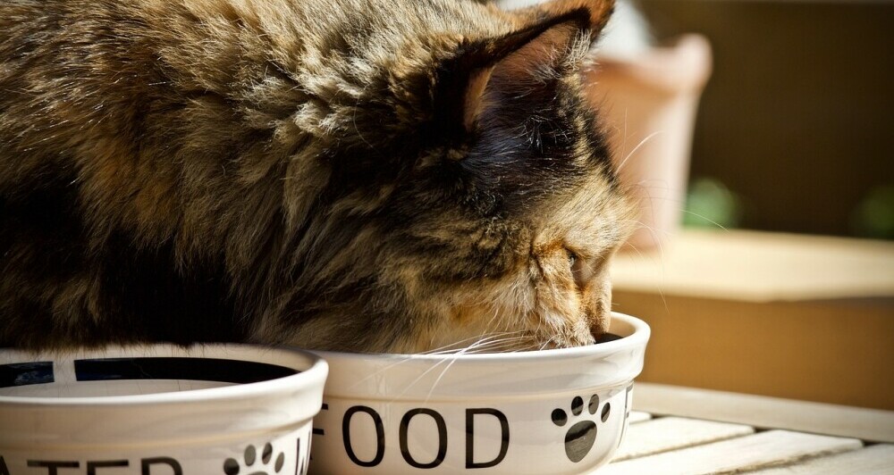 nutritional pet foods