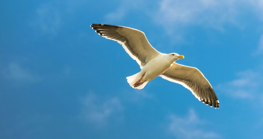 seagull flying