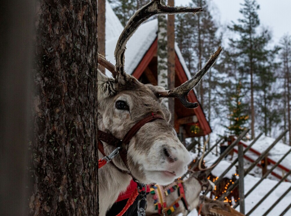 A reindeer 