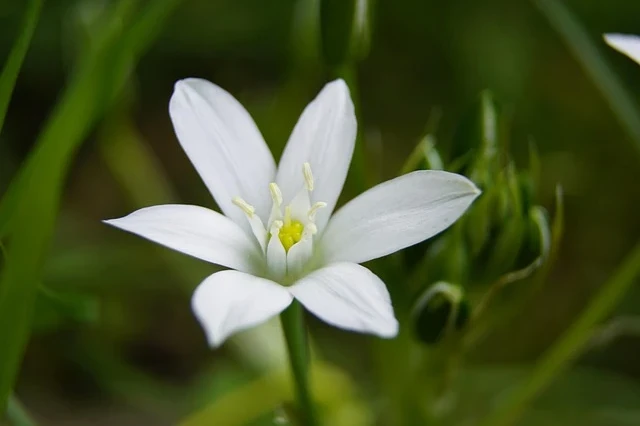 A Star of Bethlehem flower