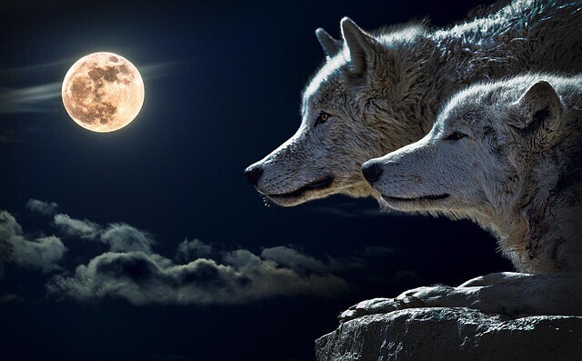 Full moon and two wolves