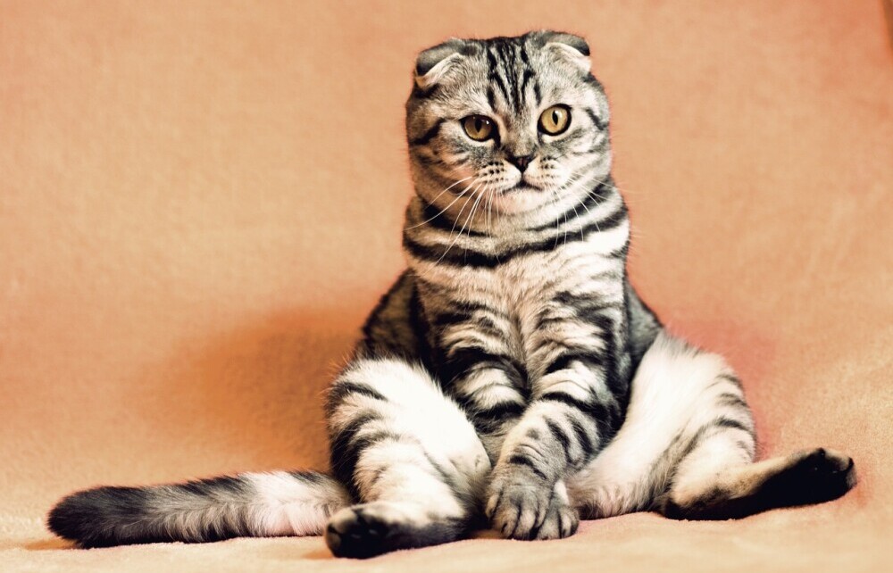 a grumpy looking cat