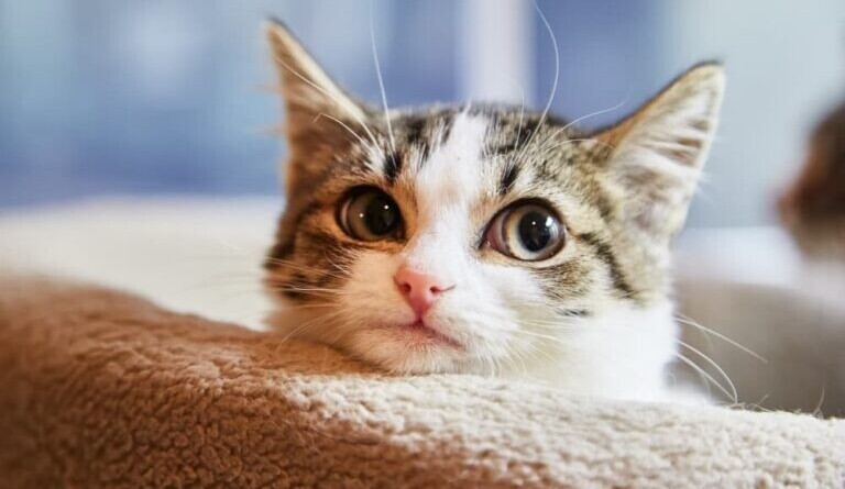 Benefits of having a clingy cat