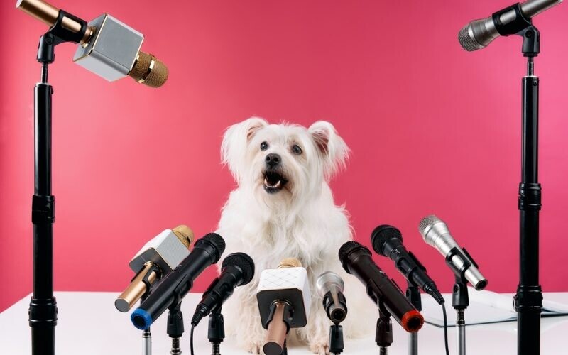 Dogs communicating why they lick you