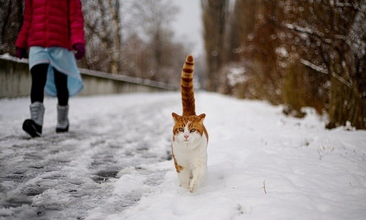 Why does my cat follow me everywhere I go ?