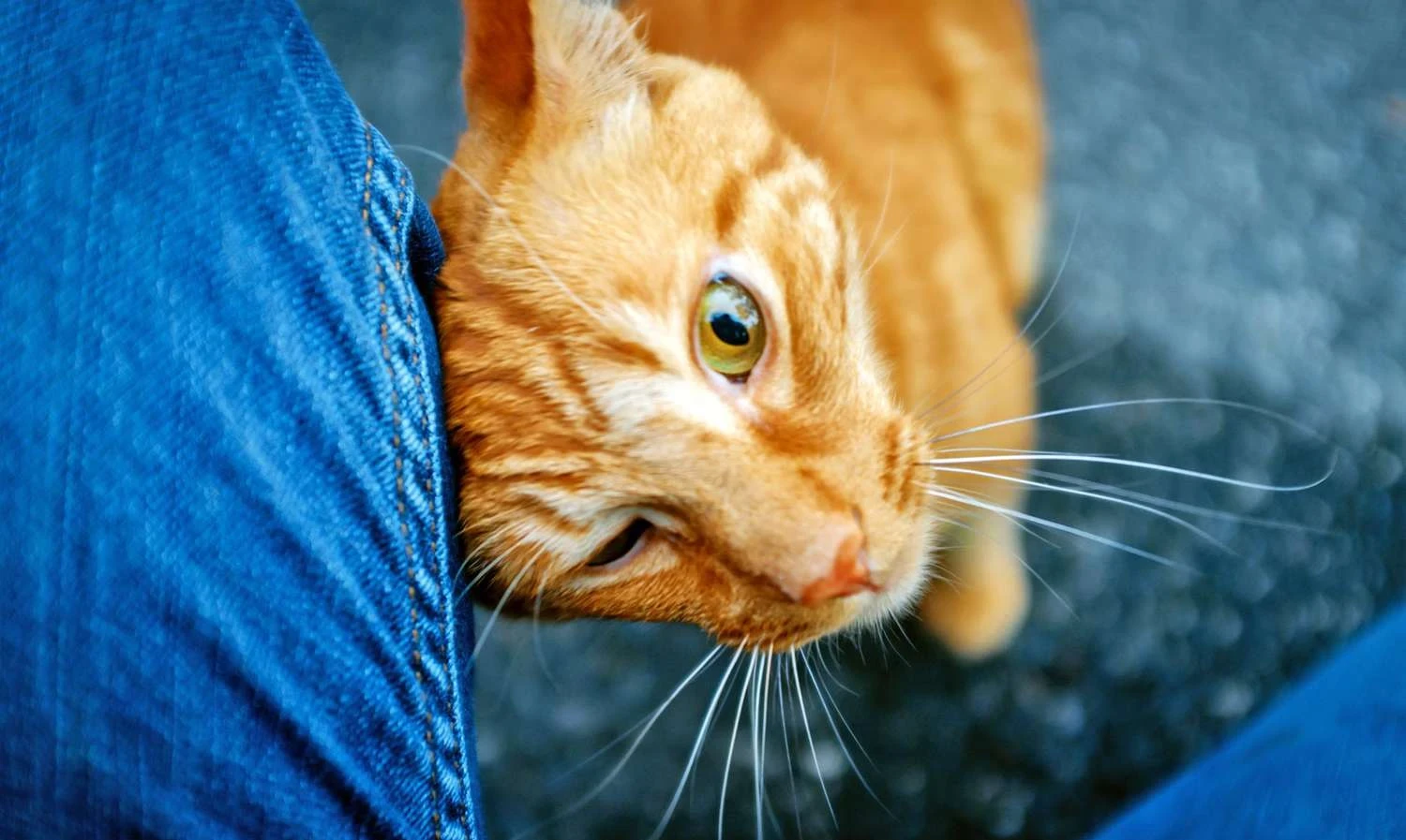 Why does my cat keep headbutting and purring