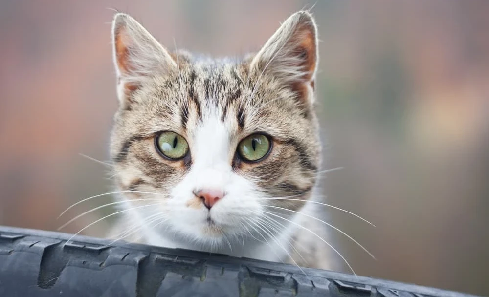 Why does my cat keep purring