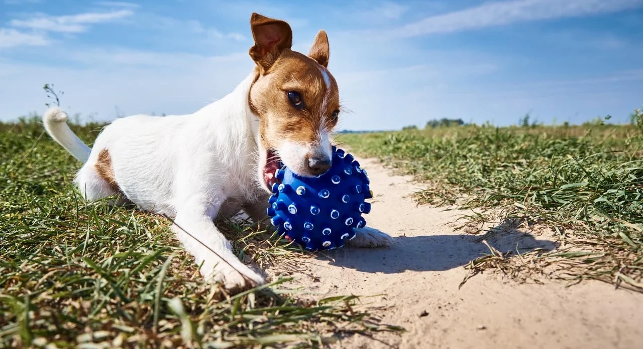 Environmental impact dog waste and plastics