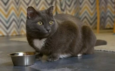 Why does my kitten scratch her bowl