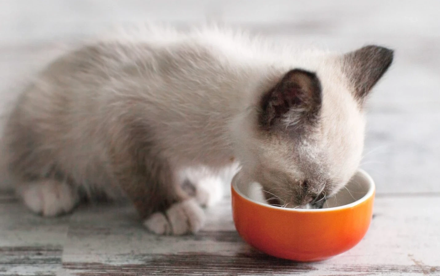 Fun facts about your cat's feeding habits