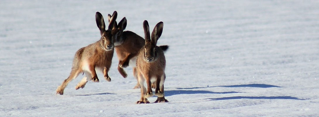 Tip 136 chase one rabbit at the time