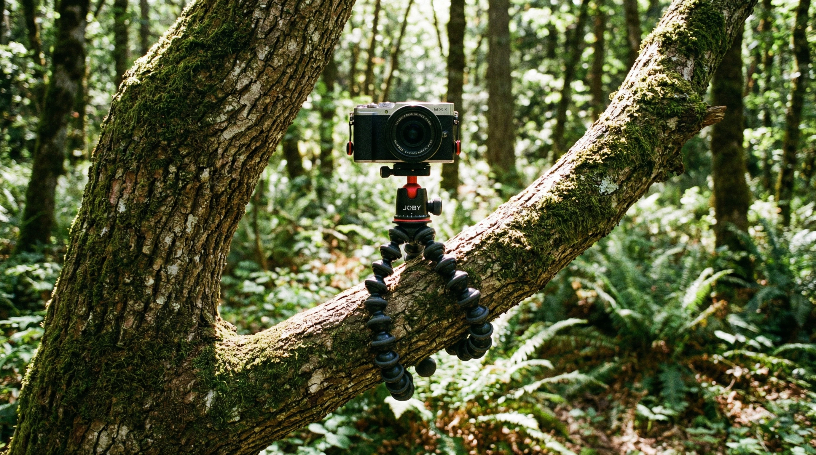 Joby GorillaPod Tripod wrapped around branch