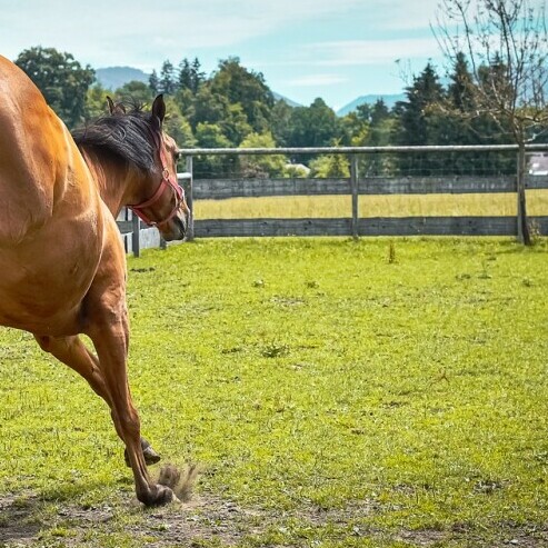 Training tracks