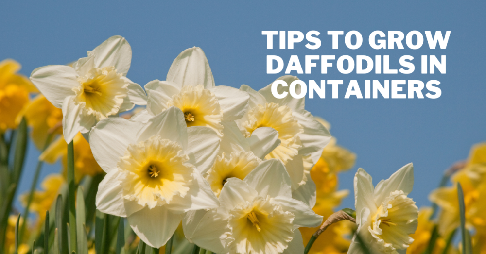Best Tips To Grow Daffodils In Containers