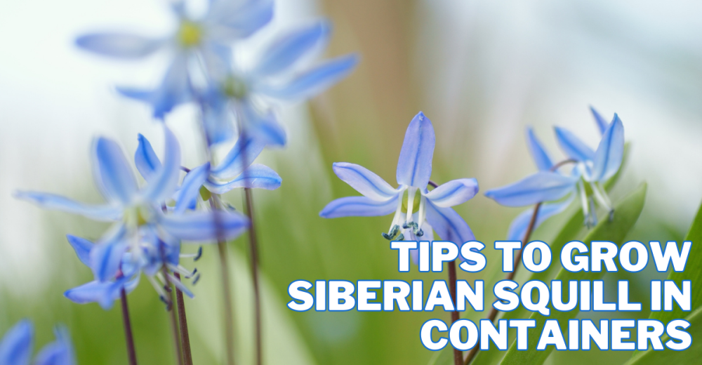 Best Tips To Grow Siberian Squill In Containers