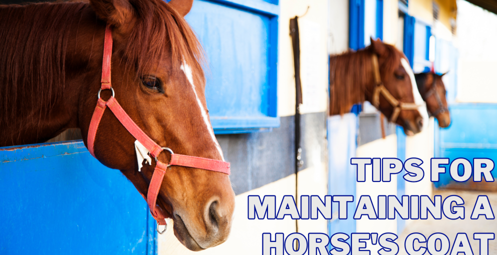 Best Tips For Maintaining A Horse’s Coat Close To Nature