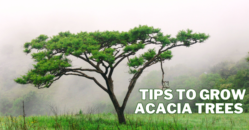 Best Tips To Grow Acacia Trees
