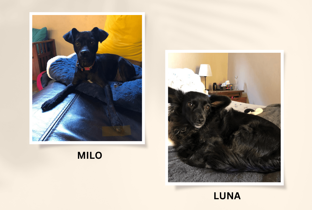 House Sit in Ajijic, Milo and Luna