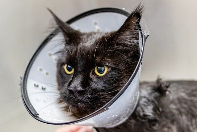 cat, cone, healing, spaying and neutering