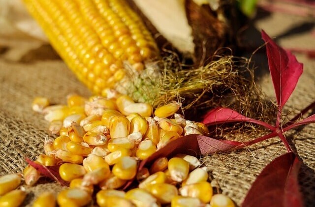 Corn, corn cobb