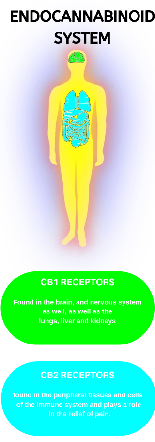 Endocannabinoid System, cannabis tolerance