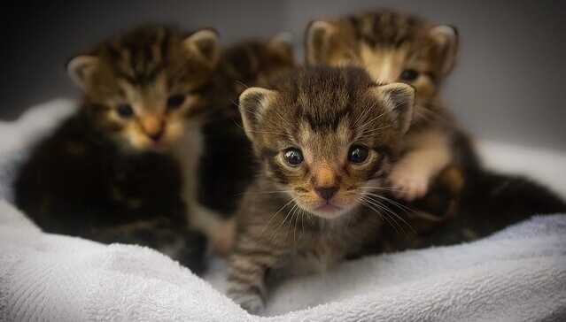 kittens, basket, overpopulation