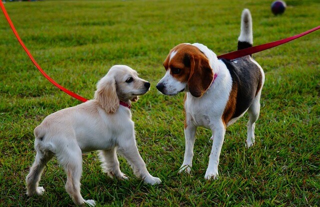 socializing, regular dog walking