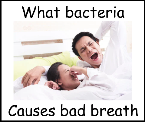 What bacteria causes bad breath image