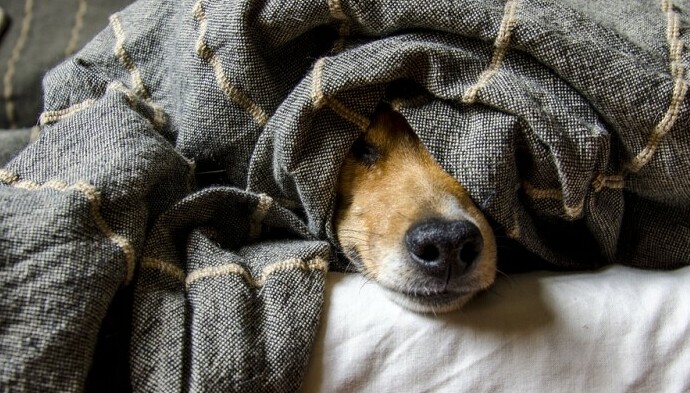 Dog hiding under covers