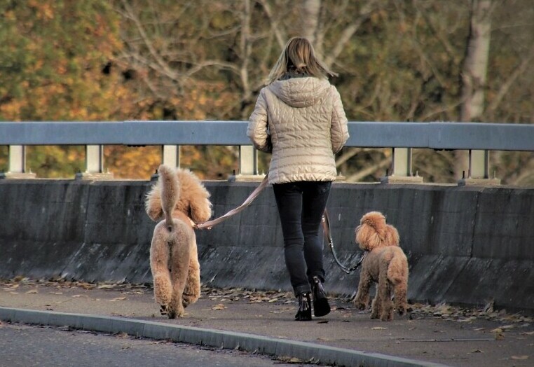 Woman walking two dogs