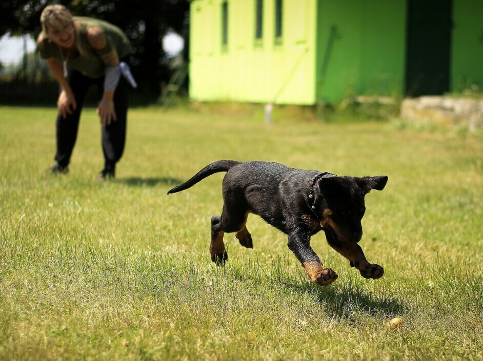 Dog playing fetch