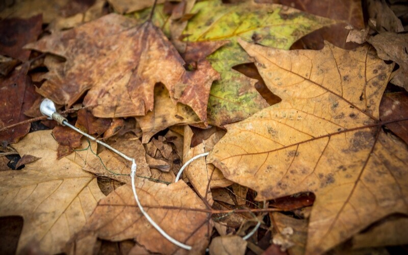 Biodegradable Substrate 