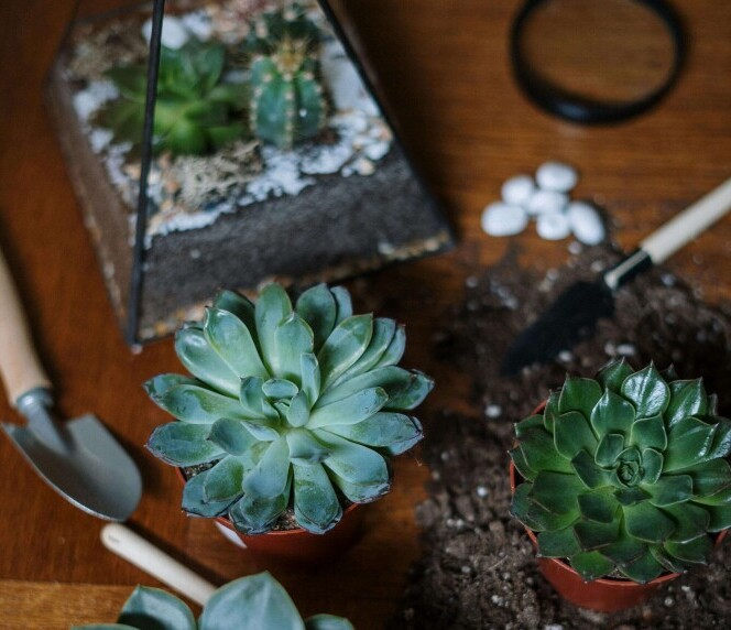 Essential Tools and Supplies for Indoor Gardening