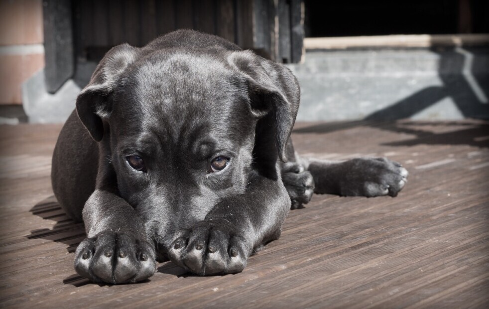 Black Lab Pup