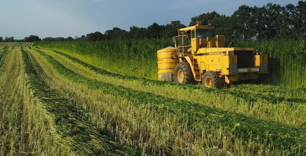 Industrial Hemp Field