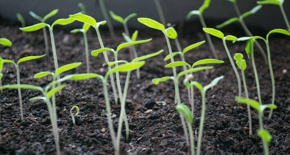 Healthy Sprouts Growing