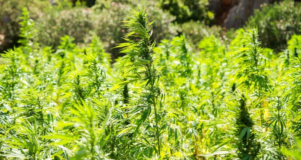 Industrial Hemp Field