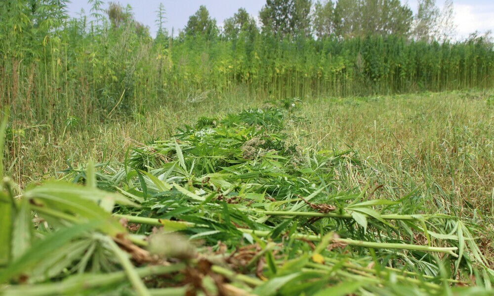 hemp plants closely planted in the field best for fibers