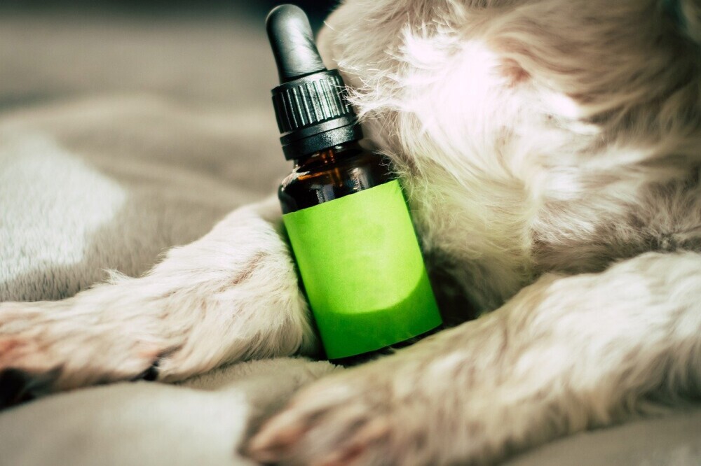 Dog With CBD bottle