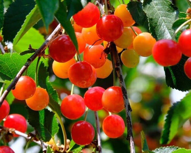 Cherry fruit 