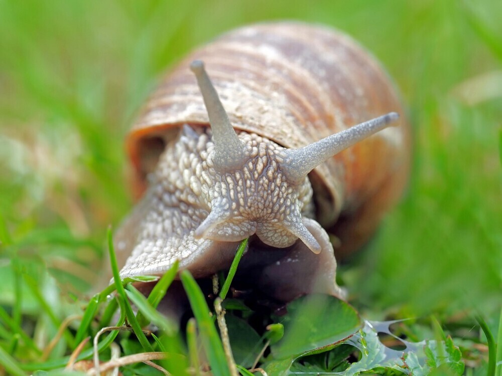 Like a snail keep the progress slow but steady.