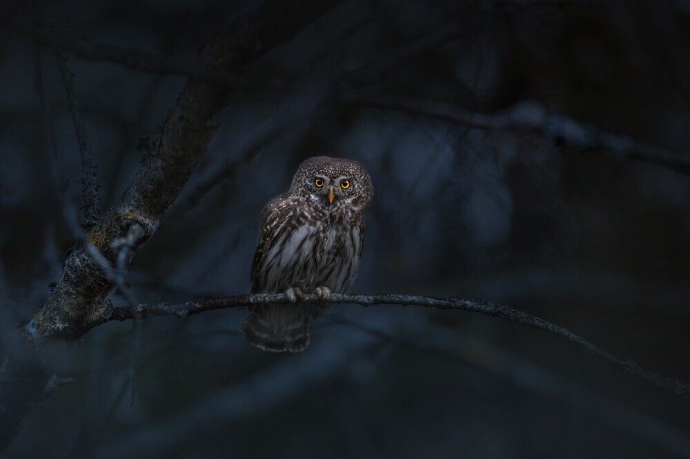 When Silence Speaks: Owls and the Sounds of the Night