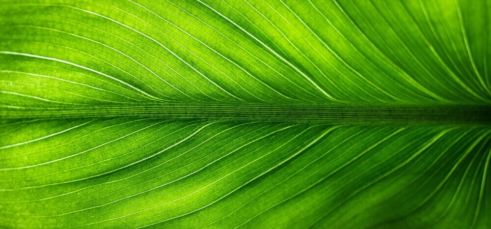 Green, the color of lush fields and flourishing nature, speaks to growth and renewal in dreams.
