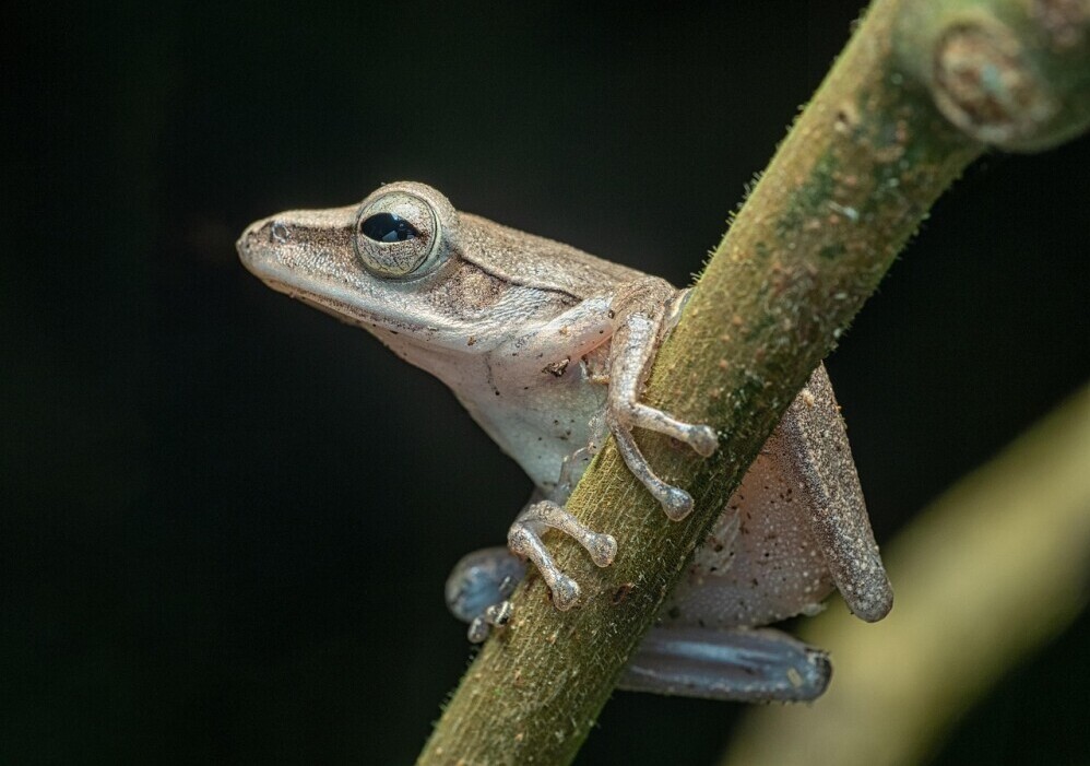 Understanding Animal Dream Symbols