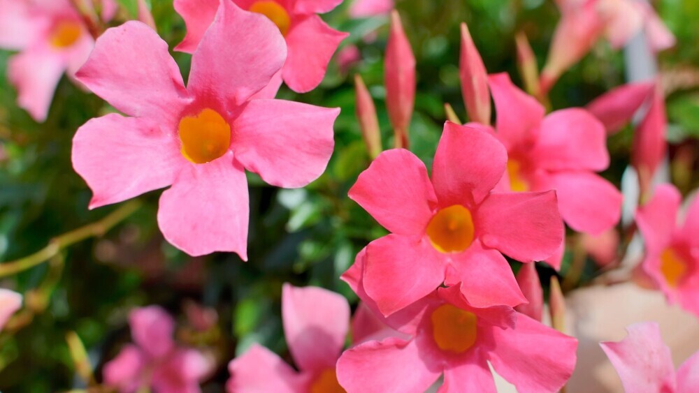 Mandevilla