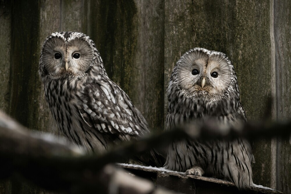 Owls in Various Life Scenarios: Finding Personal Meaning